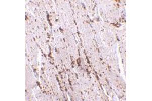 Immunohistochemistry of SCARB2 in human skeletal muscle with SCARB2 polyclonal antibody  at 2.