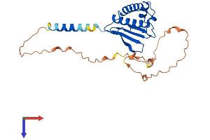AlphaFold protein structure predicition of Mouse Recombinant Btg3 Protein, UniprotID P50615