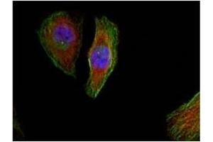Image no. 1 for anti-Mitogen-Activated Protein Kinase 1/3 (MAPK1/3) (pThr185), (pTyr202) antibody (ABIN196998)
