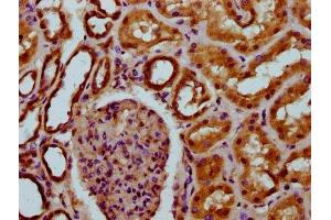 IHC image of ABIN7149663 diluted at 1:200 and staining in paraffin-embedded human kidney tissue performed on a Leica BondTM system. (Transmembrane 7 Superfamily Member 4 (TM7SF4) (AA 119-209) anticorps)
