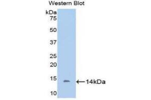 Western Blotting (WB) image for anti-D-Aspartate Oxidase (DDO) (AA 161-272) antibody (ABIN1176730) (DDO anticorps  (AA 161-272))