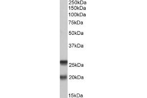 ABIN571212 (0. (SNAP23 anticorps  (AA 135-144))