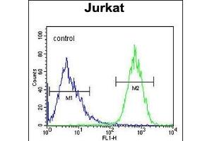 PRRG3 Antibody (Center) (ABIN654581 and ABIN2844283) flow cytometric analysis of Jurkat cells (right histogram) compared to a negative control cell (left histogram). (PRRG3 anticorps  (AA 121-150))