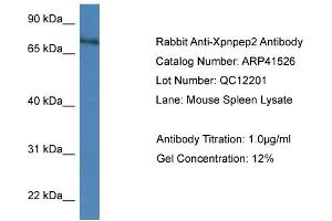 Western Blotting (WB) image for anti-X-Prolyl Aminopeptidase (Aminopeptidase P) 2, Membrane-Bound (XPNPEP2) (C-Term) antibody (ABIN2776863)