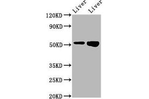 Western Blot Positive WB detected in: Rat liver tissue, Mouse liver tissue All lanes: PRSS16 antibody at 3. (PRSS16 anticorps  (AA 352-489))