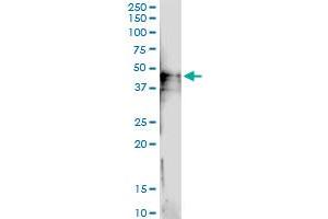 Immunoprecipitation of PVRL3 transfected lysate using anti-PVRL3 MaxPab rabbit polyclonal antibody and Protein A Magnetic Bead , and immunoblotted with PVRL3 purified MaxPab mouse polyclonal antibody (B01P) .