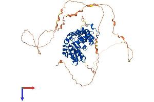AlphaFold protein structure predicition of Mouse Recombinant Eya2 Protein, UniprotID O08575