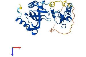 AlphaFold protein structure predicition of Human Recombinant PLEKHF1 Protein, UniprotID Q96S99