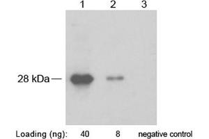Lane 1-2: SNAP fusion protein in 293 cell lysate (~ 28 kD) Lane 3: Negative 293 cell lysate Primary antibody: 1 µg/mL Rabbit Anti-SNAP-tag Polyclonal Antibody (ABIN398494) Secondary antibody: Goat Anti-Rabbit IgG (H&L) [HRP] Polyclonal Antibody (ABIN398323, 1: 10,000) The signal was developed with LumiSensorTM HRP Substrate Kit (ABIN769939) (SNAP Tag anticorps)