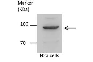 WB Image Sample (30 ug of whole cell lysate) A: H1299 12% SDS PAGE antibody diluted at 1:1000