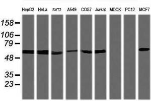 Image no. 1 for anti-Tripartite Motif Containing 38 (TRIM38) (AA 1-265) antibody (ABIN1490683) (TRIM38 anticorps  (AA 1-265))