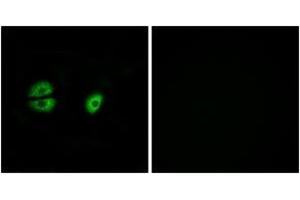 Immunofluorescence (IF) image for anti-Mitochondrial Ribosomal Protein S22 (MRPS22) (AA 231-280) antibody (ABIN2890408) (MRPS22 anticorps  (AA 231-280))