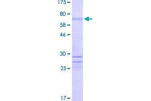 SDS-PAGE (SDS) image for ISL LIM Homeobox 1 (ISL1) (AA 1-346) protein (GST tag) (ABIN1780323)