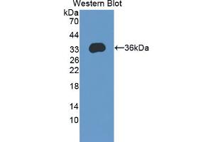 Western blot analysis of the recombinant protein. (KHDRBS1 anticorps  (AA 152-381))
