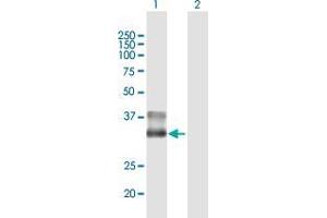 Western Blot analysis of BARHL1 expression in transfected 293T cell line by BARHL1 MaxPab polyclonal antibody. (BARHL1 anticorps  (AA 1-327))