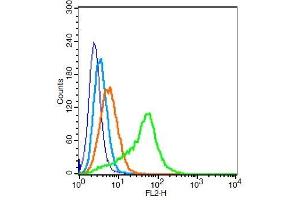 Human 293T cells probed with EGFR5 Polyclonal Antibody, Unconjugated  (green) at 1:100 for 30 minutes followed by a PE conjugated secondary antibody compared to unstained cells (blue), secondary only (light blue), and isotype control (orange).