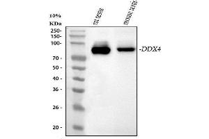 Western blot analysis of DDX4 using anti-DDX4 antibody (ABIN7601203). (DDX4 anticorps  (AA 3-666))