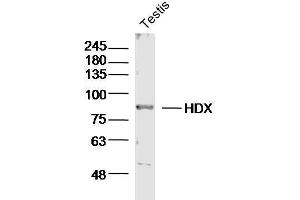 Mouse testis lysates probed with HDX Polyclonal Antibody, unconjugated  at 1:300 overnight at 4°C followed by a conjugated secondary antibody for 60 minutes at 37°C. (HDX anticorps  (AA 1-100))