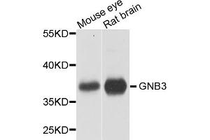 Western blot analysis of extracts of various cell lines, using GNB3 antibody (ABIN5970645) at 1/1000 dilution. (GNB3 anticorps)