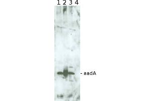 Image no. 1 for anti-Aminoglycoside adenyltransferase (aadA1) antibody (ABIN5706932) (AadA1 anticorps)