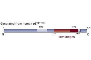Image no. 2 for anti-Neutrophil Cytosolic Factor 2 (NCF2) (AA 317-469) antibody (ABIN968246) (NCF2 anticorps  (AA 317-469))