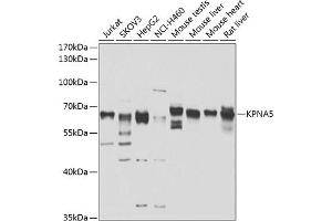 Western blot analysis of extracts of various cell lines, using KPN antibody (ABIN6131809, ABIN6142993, ABIN6142994 and ABIN6223173) at 1:1000 dilution. (KPNA5 anticorps  (AA 1-240))