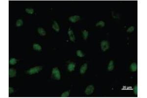 Immunostaining analysis in HeLa cells. (VEZF1 anticorps)
