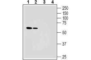 Western blot analysis of mouse brain membranes (lanes 1 and 3) and rat brain membranes (lanes 2 and 4): - 1-2. (NMUR1 anticorps  (Extracellular))