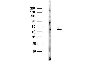 anti-RNA Binding Protein, Fox-1 Homolog 3 (RBFOX3) (C-Term) antibody