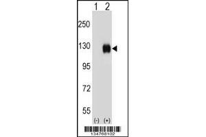 Western blot analysis of Ephb4 using rabbit polyclonal Mouse Ephb4 Antibody using 293 cell lysates (2 ug/lane) either nontransfected (Lane 1) or transiently transfected (Lane 2) with the Ephb4 gene.