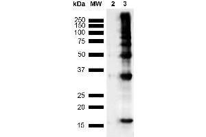 Western Blot analysis of Human Recombinant Protein showing detection of Multiple Bands Nitrotyrosine protein using Mouse Anti-Nitrotyrosine Monoclonal Antibody, Clone 39B6 (ABIN2486194). (Nitrotyrosine anticorps  (HRP))