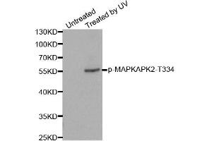 Western blot analysis of extracts from HeLa cells, using Phospho-MAPKAPK2-T334 antibody (ABIN2988148). (MAPKAP Kinase 2 anticorps  (pThr334))