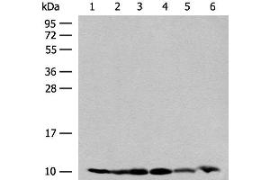 Western blot analysis of 293T and PC3 cell Mouse spleen tissue 231 cell Human breast cancer tissue Mouse kidney tissue lysates using RPS28 Polyclonal Antibody at dilution of 1:200 (RPS28 anticorps)