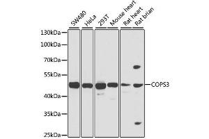 Western blot analysis of extracts of various cell lines, using COPS3 antibody. (COPS3 anticorps  (AA 194-423))
