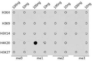Dot-blot analysis of all sorts of methylation peptides using MonoMethyl-Histone H4-K20 antibody. (Histone H4 anticorps  (meLys20))