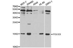 Western blot analysis of extracts of various cell lines, using POLR2I antibody. (POLR2I anticorps  (AA 1-125))