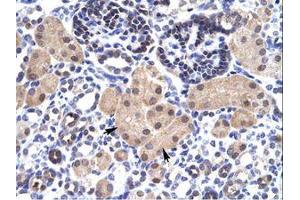 Image no. 1 for anti-Small Nuclear RNA Activating Complex, Polypeptide 2, 45kDa (SNAPC2) (AA 197-246) antibody (ABIN202273)