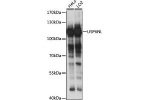 Western blot analysis of extracts of various cell lines, using USP6NL antibody (ABIN7271236) at 1:1000 dilution. (USP6NL anticorps  (AA 300-600))