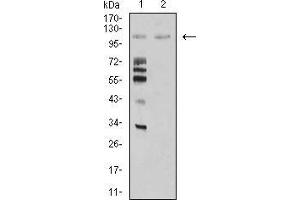 Western blot analysis using MIB1 mouse mAb against Hela (1) and COS7 (2) cell lysate. (MIB1 anticorps  (AA 6-221))