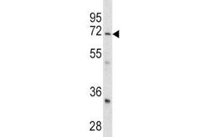 Western blot analysis of GARP antibody and mouse cerebellum tissue lysate