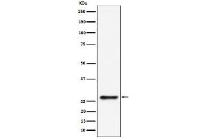 Western blot analysis of SBDS expression in 293 cell lysate.