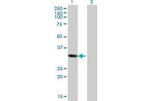 Western Blot analysis of PRRX2 expression in transfected 293T cell line by PRRX2 monoclonal antibody (M01), clone 4C9. (PRRX2 anticorps  (AA 151-253))