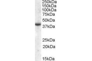 ABIN570938 (2µg/ml) staining of Human Skeletal Muscle lysate (35µg protein in RIPA buffer). (APOL6 anticorps  (Internal Region))