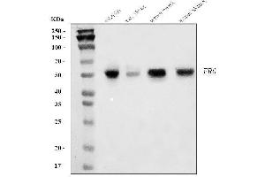 Western blot analysis of ERG using anti-ERG antibody (ABIN7600534).