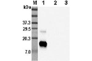Western blot analysis using anti-RELM-β (human), pAb  at 1:5'000 dilution. (RETNLB anticorps)