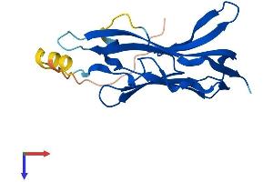 AlphaFold protein structure predicition of Human Recombinant ASAH2B Protein, UniprotID P0C7U1