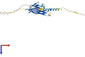 AlphaFold protein structure predicition of Human Recombinant TNFSF12 Protein, UniprotID O43508