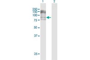 Western Blot analysis of NCAM1 expression in transfected 293T cell line by NCAM1 MaxPab polyclonal antibody. (CD56 anticorps  (AA 1-858))