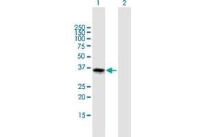 Western Blot analysis of FOXL1 expression in transfected 293T cell line by FOXL1 MaxPab polyclonal antibody. (FOXL1 anticorps  (AA 1-345))