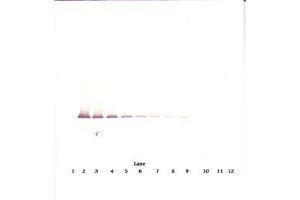 Image no. 2 for anti-Insulin-Like Growth Factor Binding Protein 7 (IGFBP7) antibody (ABIN1498817) (IGFBP7 anticorps)